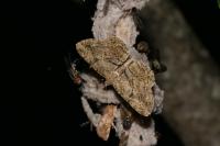 Peribatodes rhomboidaria