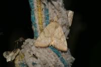 Cosmia trapezina