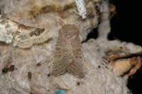 Hoplodrina ambigua / Hoplodrina blanda