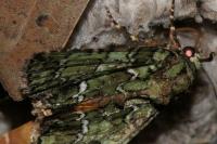 Polyphaenis sericata