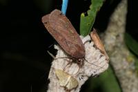 Noctua pronuba