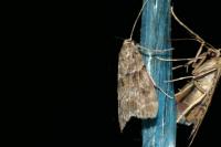 Eudonia mercurella