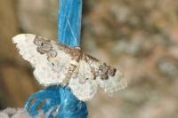 Idaea rusticata