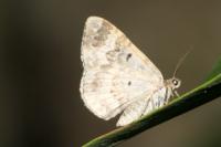 Epirrhoe alternata