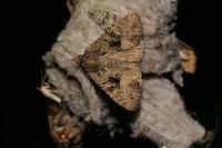 Mesapamea secalella / Mesapamea secalis