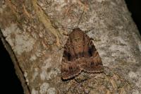 Amphipyra pyramidea