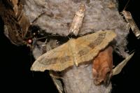 Idaea aversata