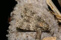 Acronicta rumicis
