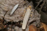 Eilema caniola