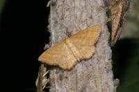 Idaea ochrata