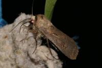 Agrotis exclamationis
