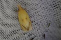 Agapeta hamana
