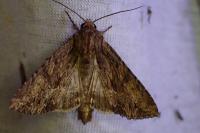 Apamea monoglypha