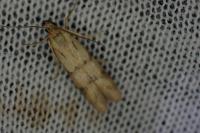 Homoeosoma sinuella