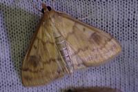 Ostrinia nubilalis