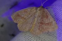 Aplasta ononaria