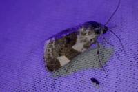 Acontia lucida