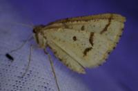 Aspitates ochrearia