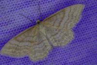 Idaea ochrata