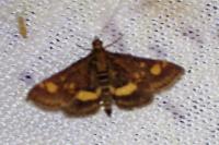 Pyrausta aurata