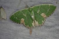 Comibaena bajularia