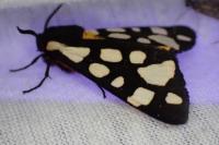 Arctia villica
