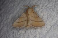 Malacosoma neustria