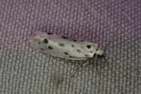Ethmia dodecea