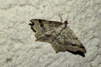 Macaria alternata
