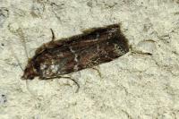 Delplanqueia dilutella/Delplanqueia inscriptella