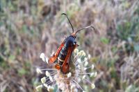 Pyropteron chrysidiforme