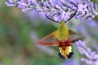 Hemaris fuciformis