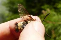 Hemaris tityus