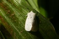 Diaphora mendica