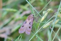 Agrotis exclamationis