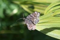 Euclidia mi