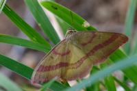 Rhodostrophia calabra