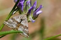 Synthymia fixa