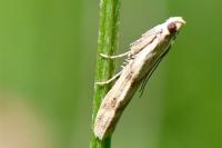 Homoeosoma sinuella