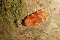 Noctua fimbriata