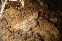 Peribatodes rhomboidaria