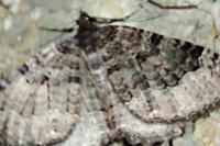 Triphosa dubitata