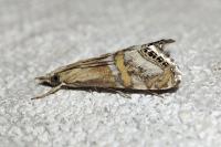 Euchromius anapiellus
