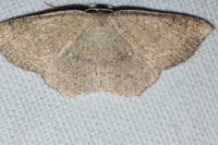 Cyclophora ruficiliaria