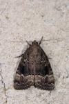 Amphipyra berbera