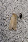 Mythimna pallens