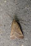 Synaphe punctalis