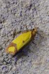 Agapeta zoegana