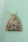 Cosmia trapezina