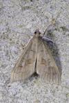 Mecyna asinalis